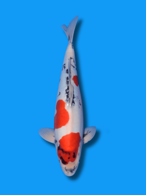 Doitsu Showa | Koi&Co.